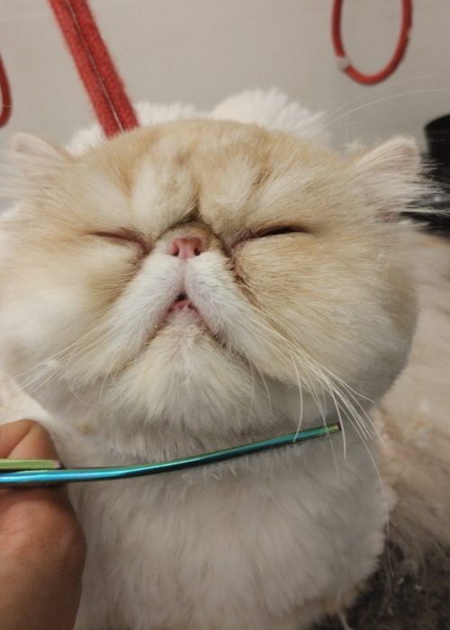 IMG_20230427_110705863